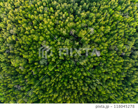 Amazing abundant mangrove forest, Aerial view of forest trees Rainforest ecosystem and healthy environment background, Texture of green trees forest top down, High angle view 118045278