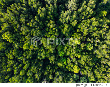 Amazing abundant mangrove forest, Aerial view of forest trees Rainforest ecosystem and healthy environment background, Texture of green trees forest top down, High angle view Amazing abundant mangrove forest, Aerial view of forest trees Rainforest ecosystem and healthy environment background, Texture of green trees forest top down, High angle view 118045293