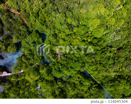 Amazing abundant mangrove forest, Aerial view of forest trees Rainforest ecosystem and healthy environment background, Texture of green trees forest top down, High angle view 118045304