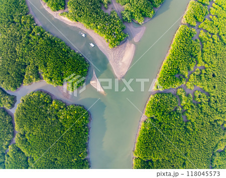 Amazing abundant mangrove forest, Aerial view of forest trees Rainforest ecosystem and healthy environment background, Texture of green trees forest top down, High angle view 118045573