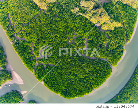 Amazing abundant mangrove forest, Aerial view of forest trees Rainforest ecosystem and healthy environment background, Texture of green trees forest top down, High angle view 118045574