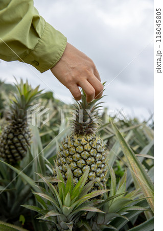 Pineapple grow on tree in garden 118045805