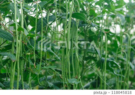 Long bean plants in growth at vegetable field 118045818