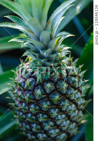 Pineapple grow on tree in garden Pineapple grow on tree in garden 118046136