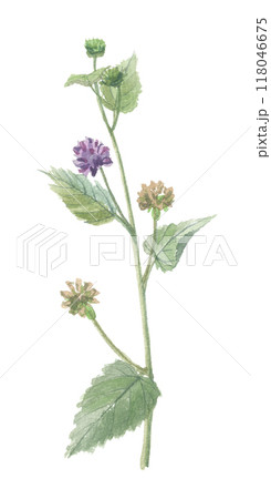 水彩で描いたオランダビユ 水彩で描いたオランダビユ 118046675