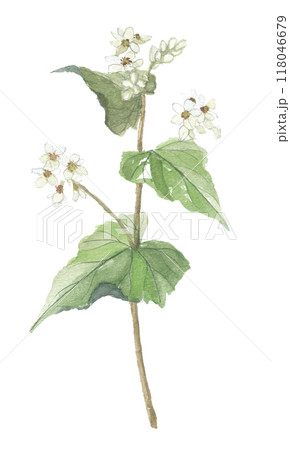 水彩で描いたそばの花 水彩で描いたそばの花 118046679