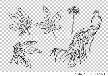 の線画のベクターイラストセット 118047071