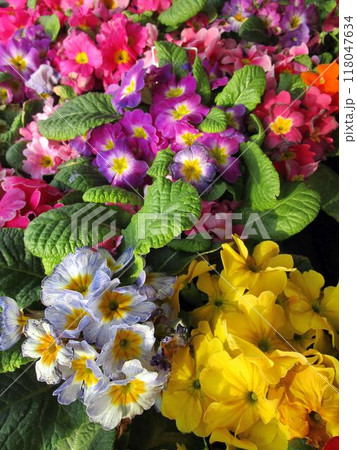 カラフルなプリムラの花のアップ カラフルなプリムラの花のアップ 118047634