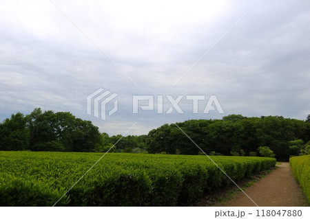 茶畑のある風景　新緑が美しい春の午後 118047880