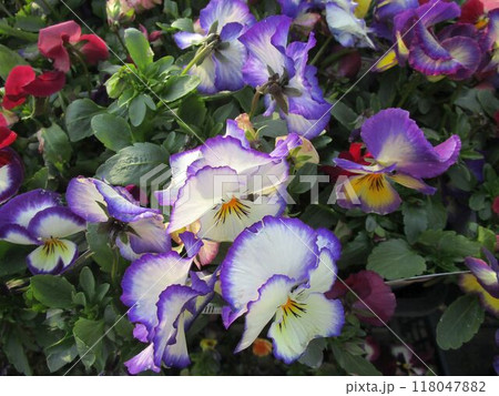 白と紫色のツートンカラーのビオラの花のアップ 白と紫色のツートンカラーのビオラの花のアップ 118047882