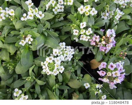 アリッサムの花のアップ アリッサムの花のアップ 118048478