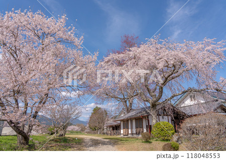 長野県飯田市　杵原学校の満開のしだれ桜 118048553