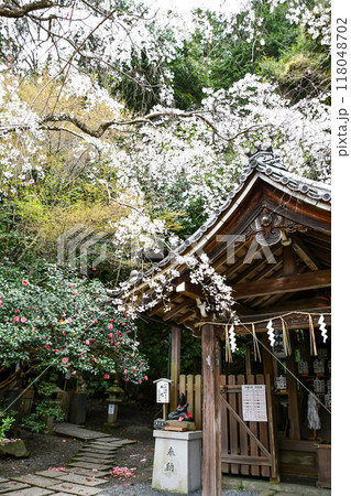 京都 哲学の道 大豊神社本殿と狛へびと枝垂れ桜 京都 哲学の道 大豊神社本殿と狛へびと枝垂れ桜 118048702
