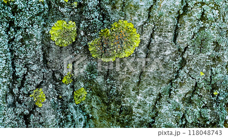 Green flowering lichen and moss on wrinkled bark of an old tree 118048743