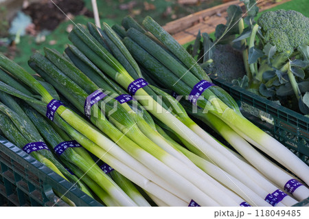 冬の野菜売り場(ネギ) 118049485