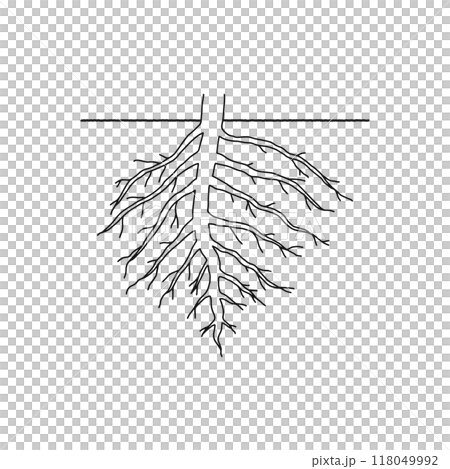 根結構、主根、側根、畫線 根結構、主根、側根、畫線 118049992