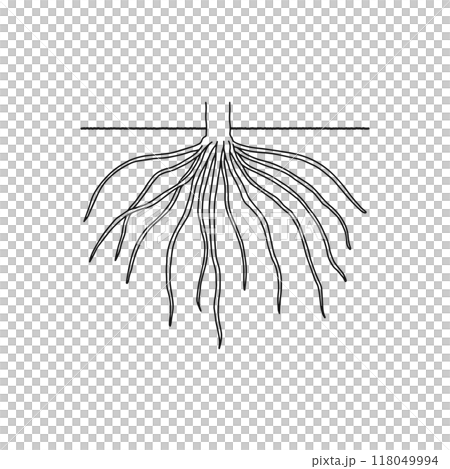 根結構/鬍鬚根/畫線 118049994