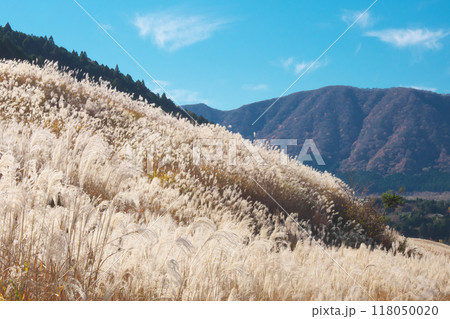 【神奈川県足柄下郡箱根町】 仙石原のススキ　 自然風景（2022年11月） 118050020