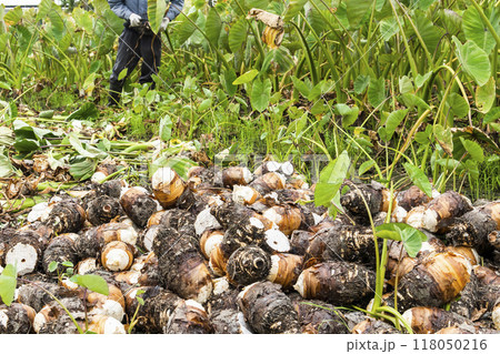 Freshly harvested taros are placed in the farmland of Pingtung, Taiwan. 118050216