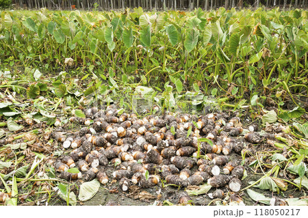 Freshly harvested taros are placed in the farmland of Pingtung, Taiwan. 118050217