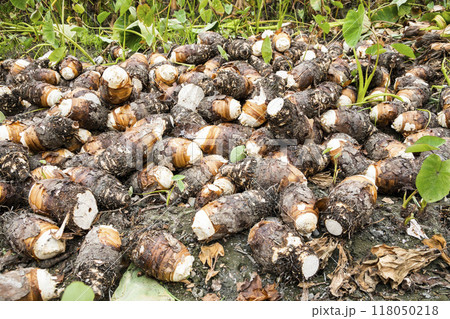 Freshly harvested taros are placed in the farmland of Pingtung, Taiwan. Freshly harvested taros are placed in the farmland of Pingtung, Taiwan. 118050218