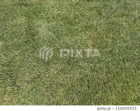 乾いた芝生（刈高20mm） 118050553