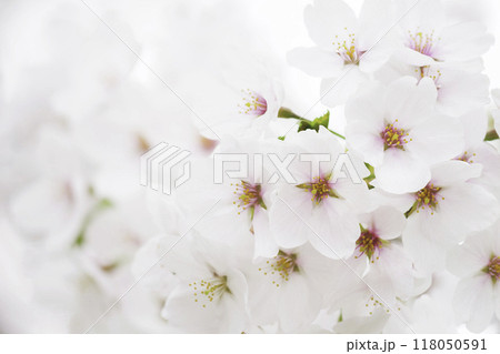 春の白い桜のクローズアップ 118050591