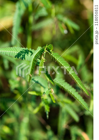 信濃川・やすらぎ堤の草合歓(くさねむ) 信濃川・やすらぎ堤の草合歓(くさねむ) 118050811