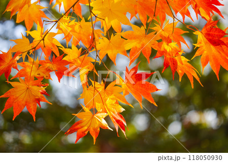 鮮やかな紅葉 118050930