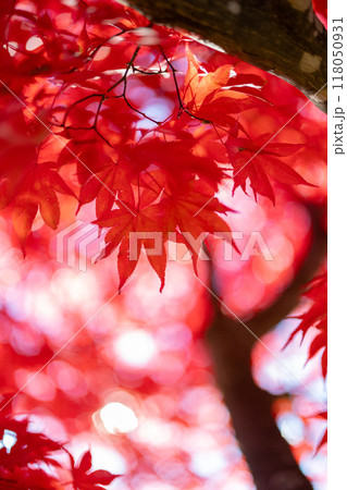 真っ赤な紅葉 真っ赤な紅葉 118050931