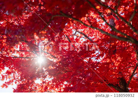 真っ赤な紅葉と光 118050932