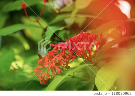 イクソラの赤い花 イクソラの赤い花 118050965