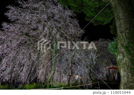 身延の枝垂れ桜 118051044