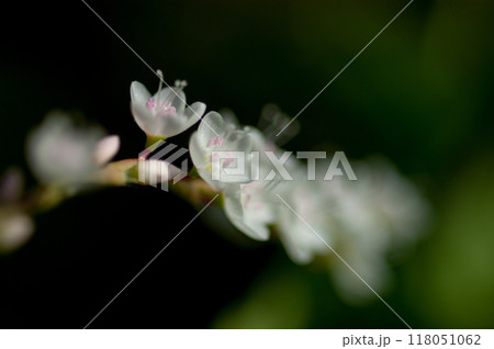 信濃川・やすらぎ堤の白花桜蓼(しろばなさくらたで) 118051062