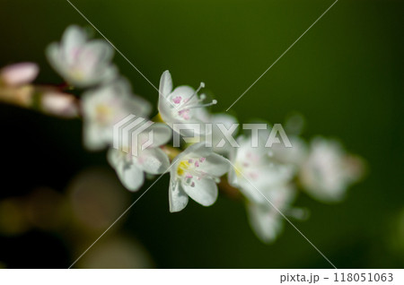 信濃川・やすらぎ堤の白花桜蓼(しろばなさくらたで) 118051063