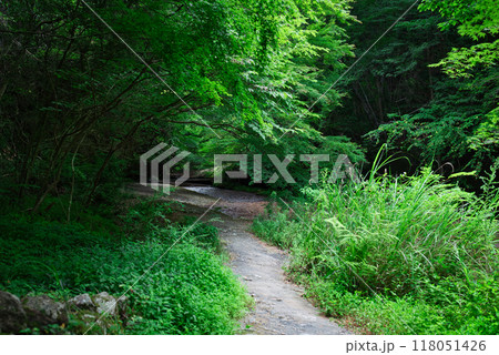 滑川渓谷の遊歩道からの景色 118051426