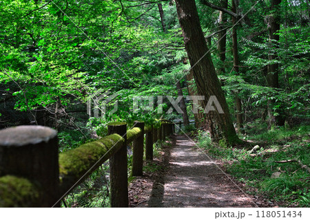 滑川渓谷の遊歩道からの景色 滑川渓谷の遊歩道からの景色 118051434