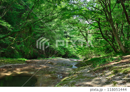 滑川渓谷の遊歩道からの景色 滑川渓谷の遊歩道からの景色 118051444