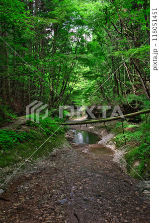 滑川渓谷の遊歩道からの景色 滑川渓谷の遊歩道からの景色 118051451