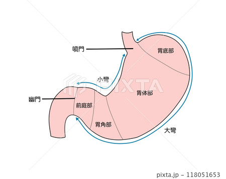 消化器の解剖生理 胃の各部位の名称のイラスト素材 [118051653] - PIXTA