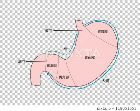 消化系統的解剖學和生理學：胃各部位的名稱 118051653
