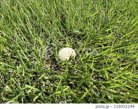 芝生にはえた白いキノコ 芝生にはえた白いキノコ 118052294