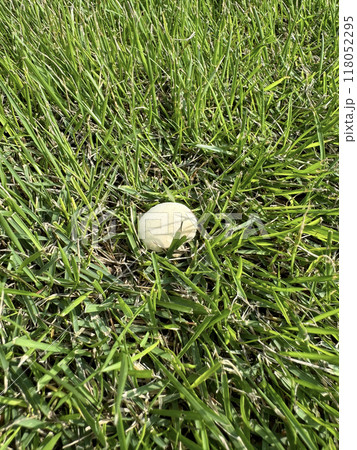 芝生にはえた白いキノコ 118052295