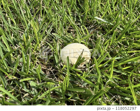 芝生にはえた白いキノコ 芝生にはえた白いキノコ 118052297