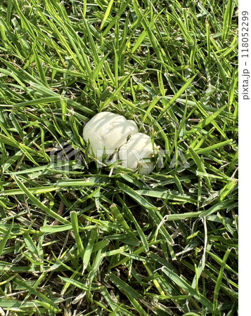 芝生にはえた白いキノコ 芝生にはえた白いキノコ 118052299