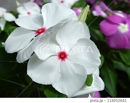 夏の定番花「ニチニチソウ（日々草）」 118052681