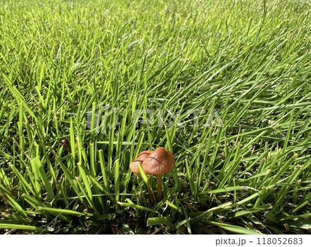 芝生にはえた茶色いキノコ 118052683