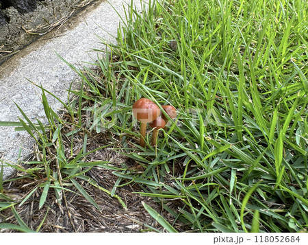 芝生にはえた茶色いキノコ 118052684