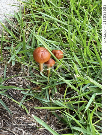 芝生にはえた茶色いキノコ 芝生にはえた茶色いキノコ 118052685