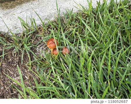 芝生にはえた茶色いキノコ 芝生にはえた茶色いキノコ 118052687